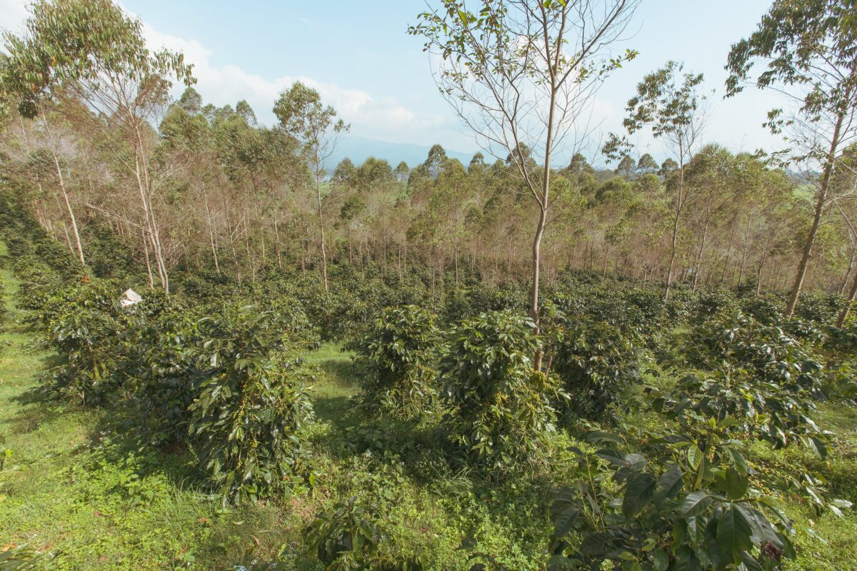 コーヒー生豆生産地インドネシア