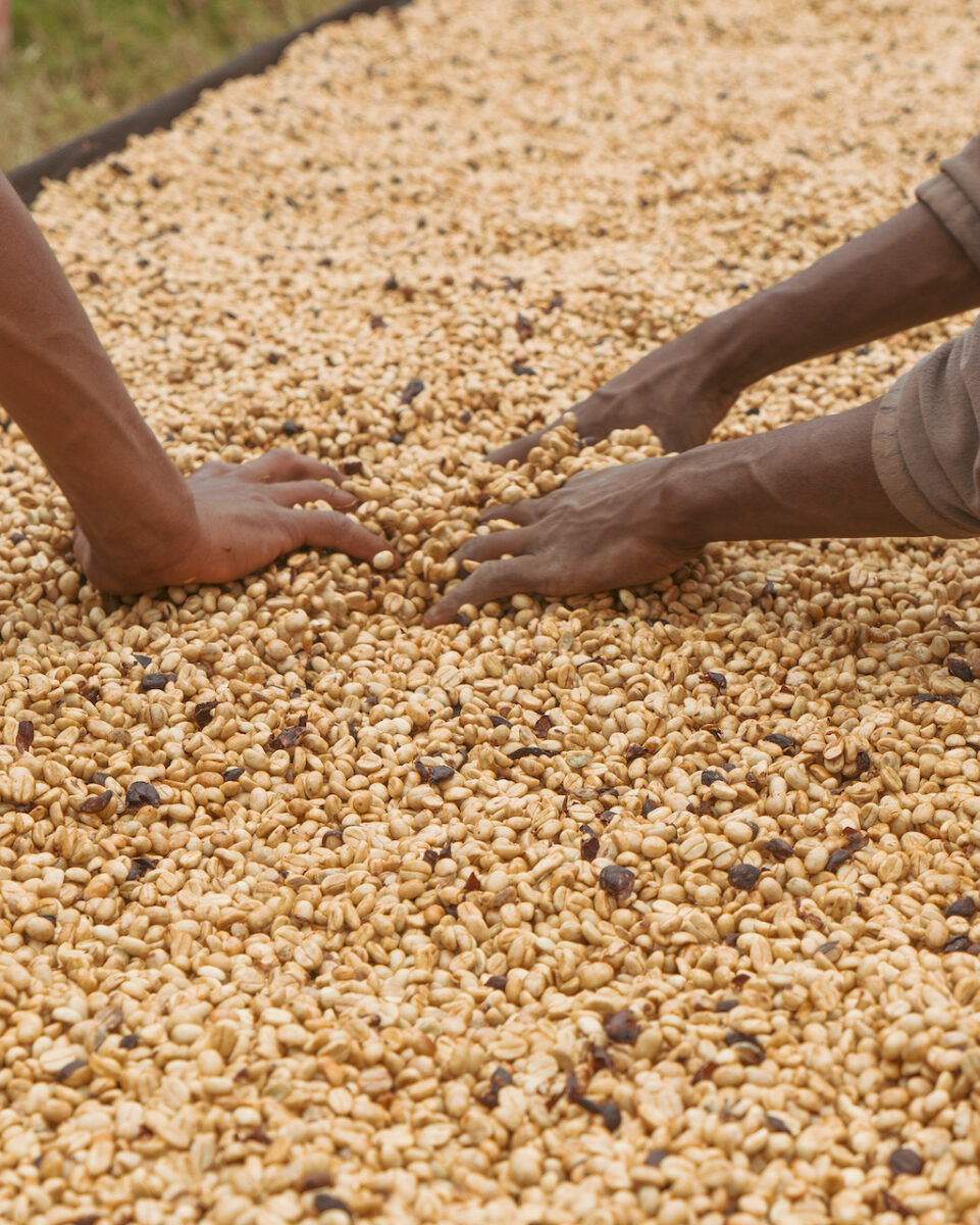 コーヒー生豆生産地タンザニア