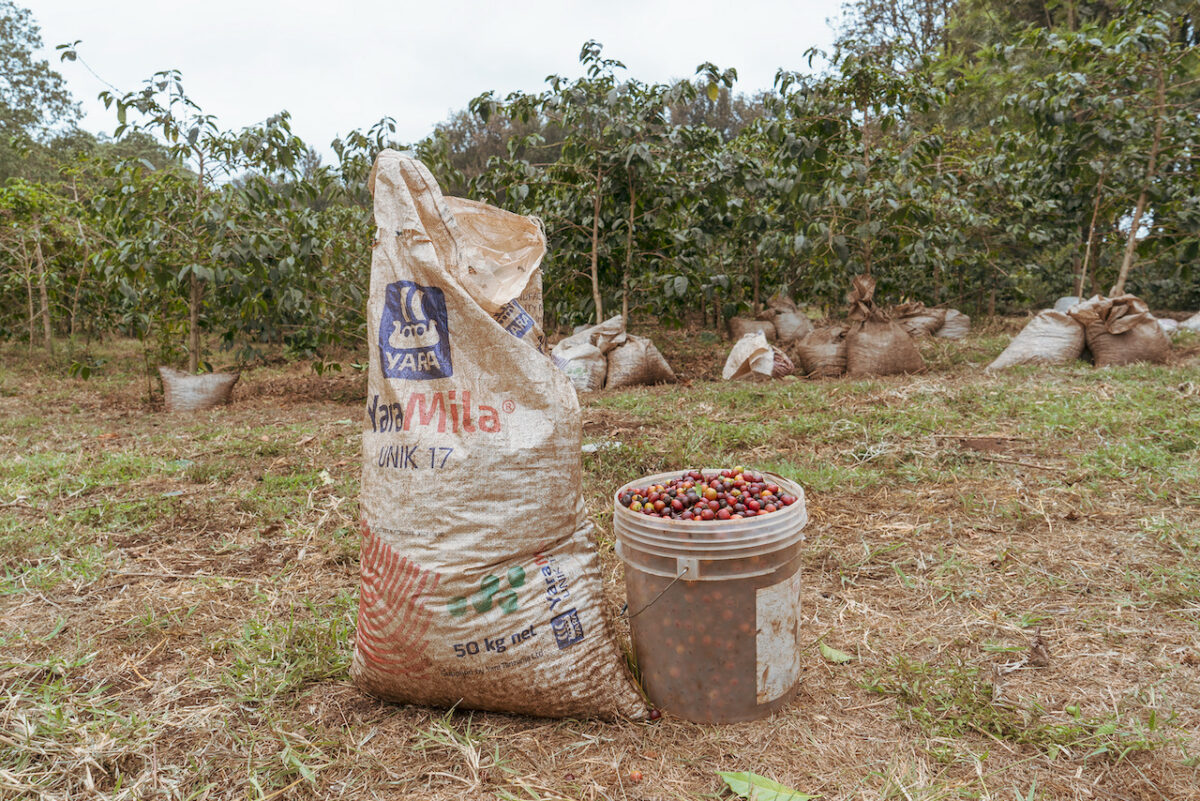 コーヒー生豆生産地タンザニア